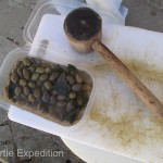 Carlos showed us how he was “cracking” the olives before soaking them. We had done the same, but his process was easier.